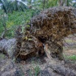 root decay
